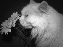 Hippie der Blumenflüsterer