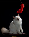 Heilige Birma Kitten