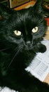 Fotos_Katzen