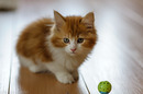 Fotos_Katzen