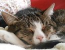Fotos_Katzen