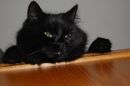 Rambo der Kater!