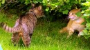 Fotos_Katzen