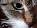 schau mir ins auge kleines