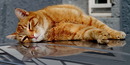 Siesta.....