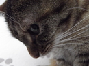 katze