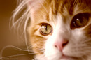 Eye of the "Tiger"