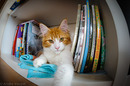 Kater hat Selbstportrait geschossen