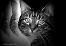 Blick