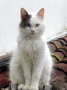 die Königin der Katzen