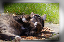 Sommerfreude