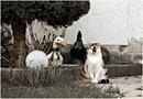 Gans ... Katze