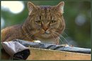 Nachbars Katze 8