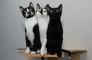 Trio