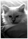 Miau ...