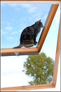 Ich bin keine Katze...