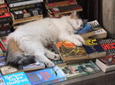 Eine türkische intellektuelle Katze macht Siesta :-)))(Istanbul)