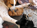 Wer hat gesagt, dass Hunde und Katzen können  nicht Freunde sein?
