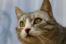 der blick