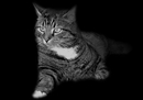 Fotos_Katzen