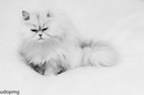 Kuschel-Katze