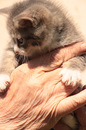 Fotos_Katzen