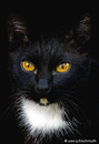 Fotos_Katzen