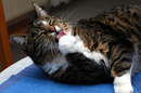 Fotos_Katzen