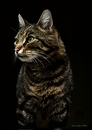Fotos_Katzen