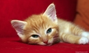 Fotos_Katzen