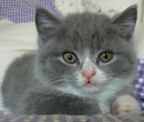 Fotos_Katzen