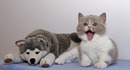 Fotos_Katzen