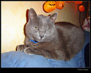 Fotos_Katzen