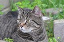 Das Katerchen :-)