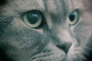 Fotos_Katzen