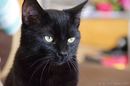 Kleiner schwarzer Kater
