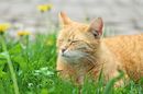 Fotos_Katzen