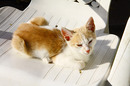Fotos_Katzen