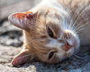 Garfield II
