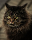 Kater