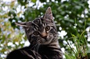 Oskar