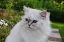 Weiße Perser Katze