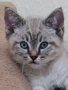 Fotos_Katzen