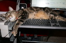 Fotos_Katzen