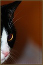 Fotos_Katzen