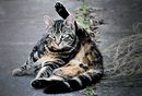 Fotos_Katzen