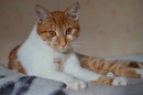 Fotos_Katzen