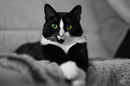 Fotos_Katzen