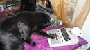 Suche Teilzeitjob im Büro. Entlohnung: Vieeel Katzenfutter! Kater "Mäx"