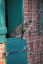 Katze beim Pferdestall